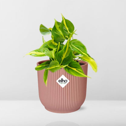 Philodendron Scandens Brasil Ø14cm rosa – Zimmerpflanze | Pflanzfix24.de