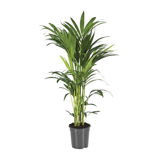 Howea Forsteriana - Ø21cm - ↕110cm - Pflanzfix24.de - Pflanzfix24.de
