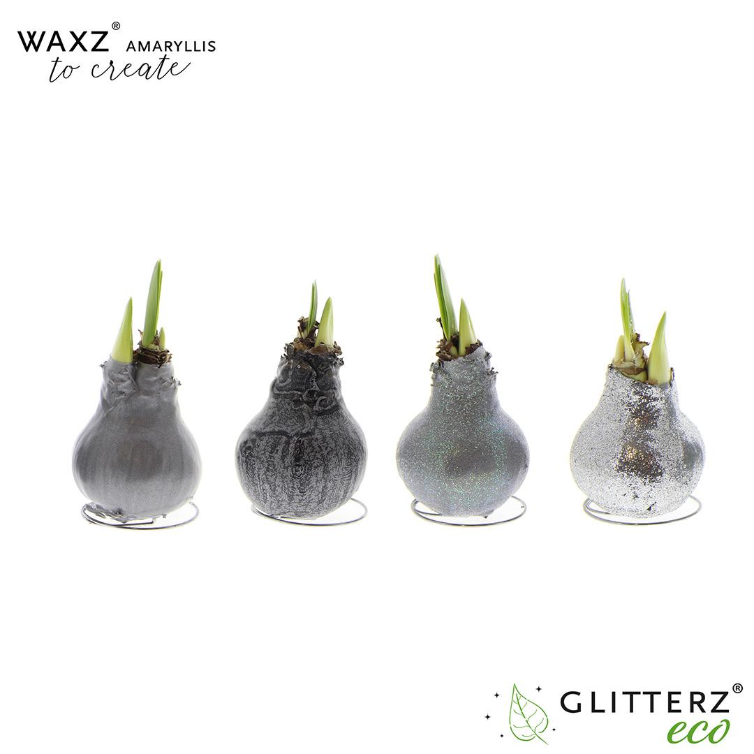 Amaryllis Waxz To Create Silver - 4 Stücke - Ø7 cm - ↕15 cm - Pflanzfix24