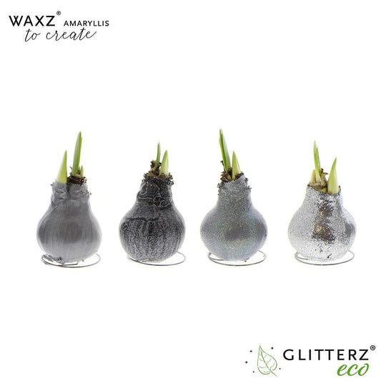 Amaryllis Waxz To Create Silver - 4 Stücke - Ø7 cm - ↕15 cm - Pflanzfix24