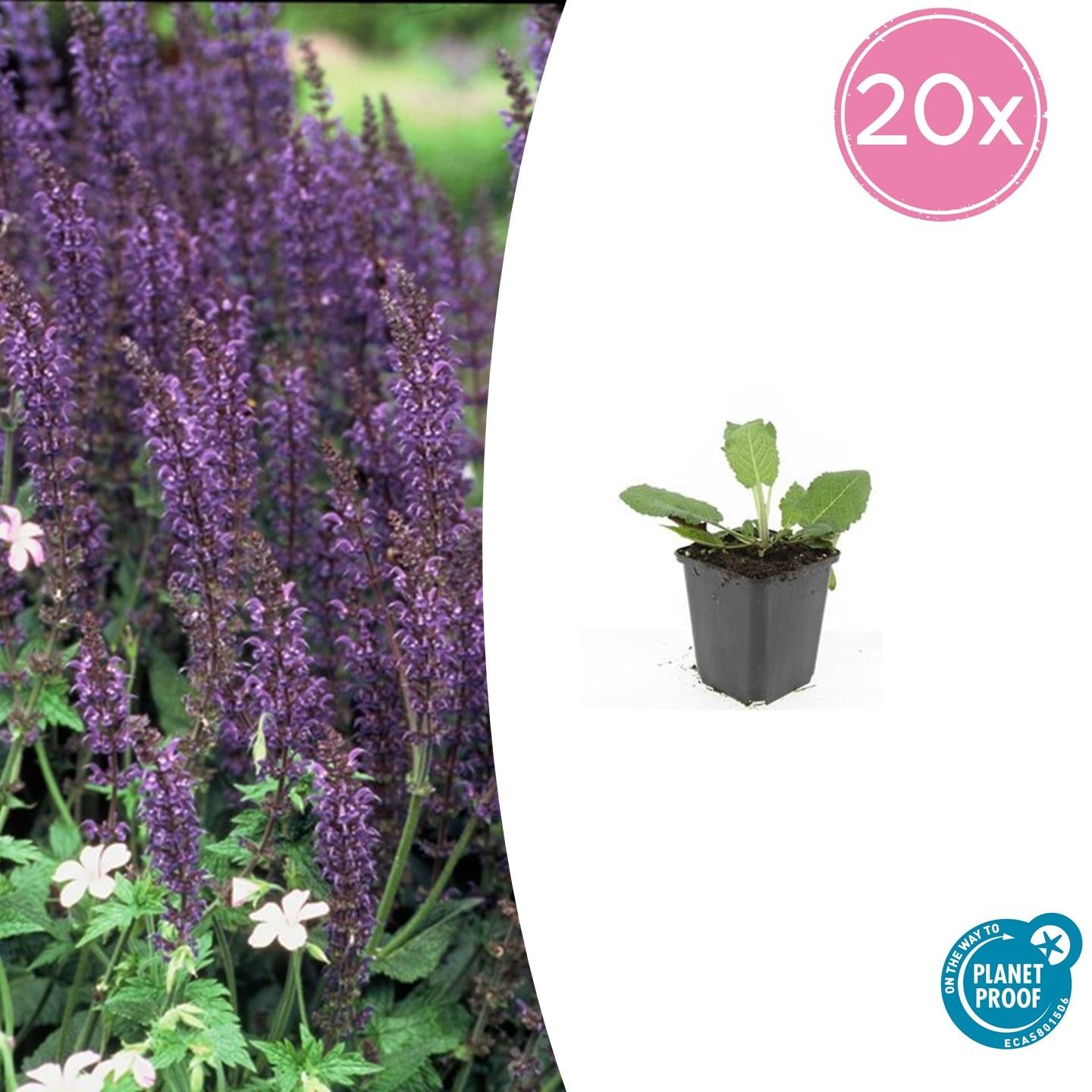 20x Salvia nemorosa 'Mainacht' 10-25 cm - Staude bei Pflanzfix24