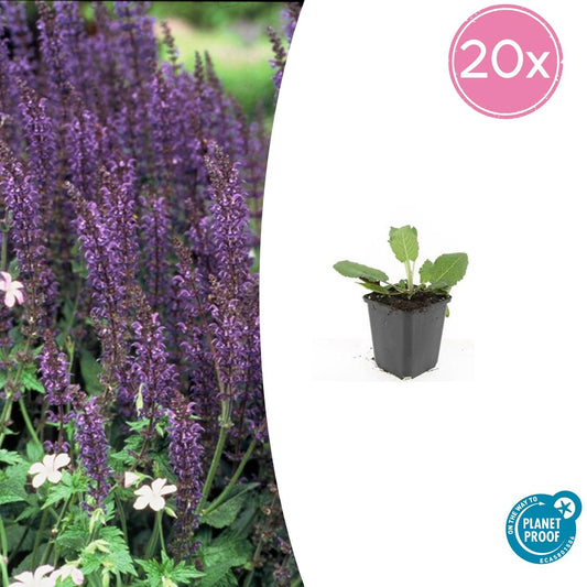 20x Salvia nemorosa 'Mainacht' 10-25 cm - Staude bei Pflanzfix24