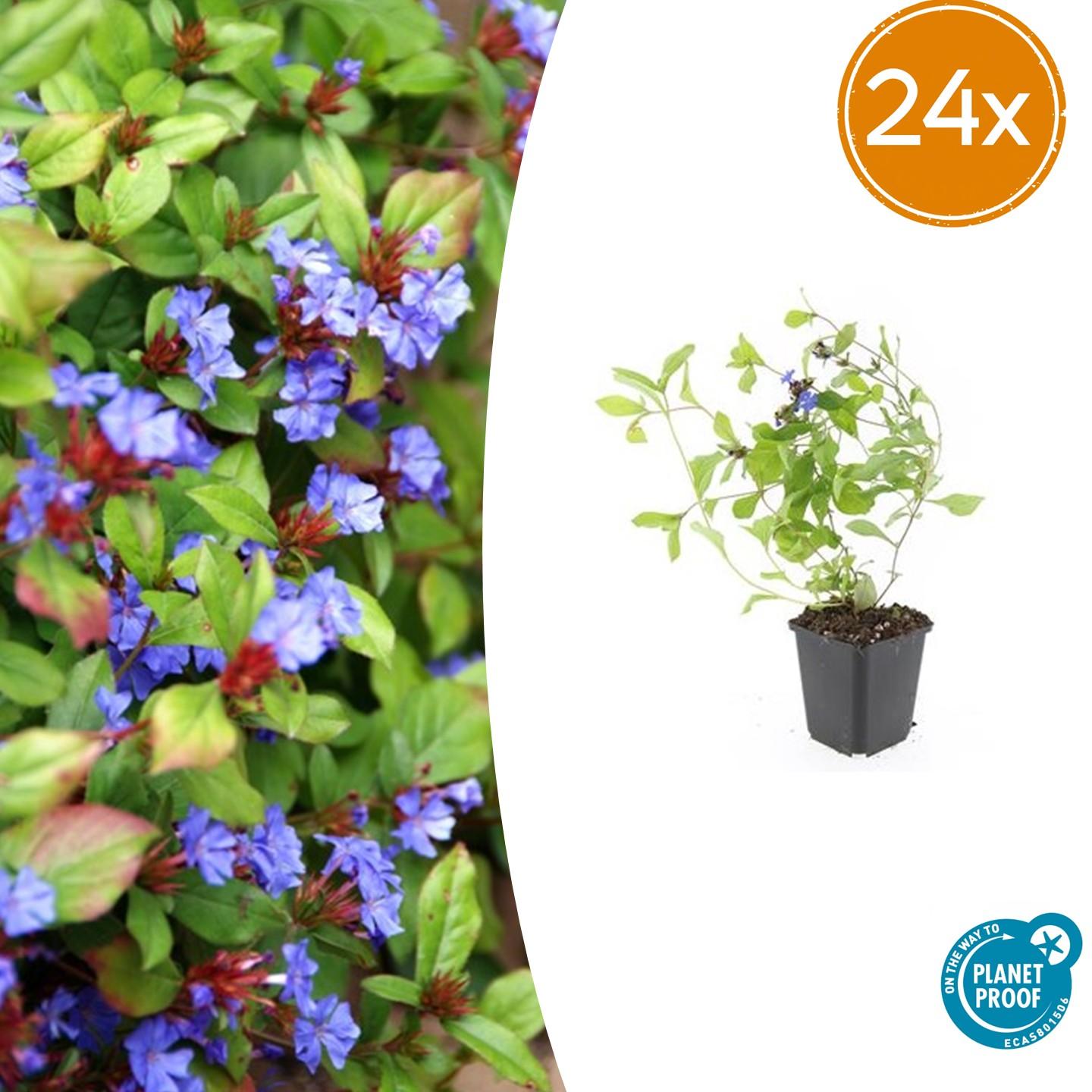 24x Ceratostigma plumbaginoides - Pflanzfix24