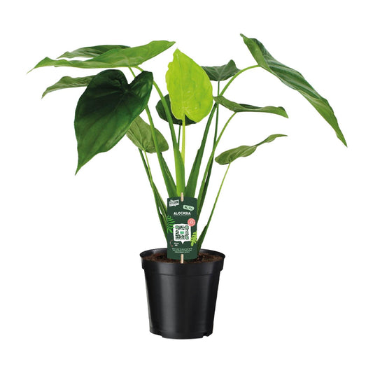 Alocasia Cucullata - Elefantenohr - Ø19cm - ↕55cm bei Pflanzfix24.de - Pflanzfix24.de