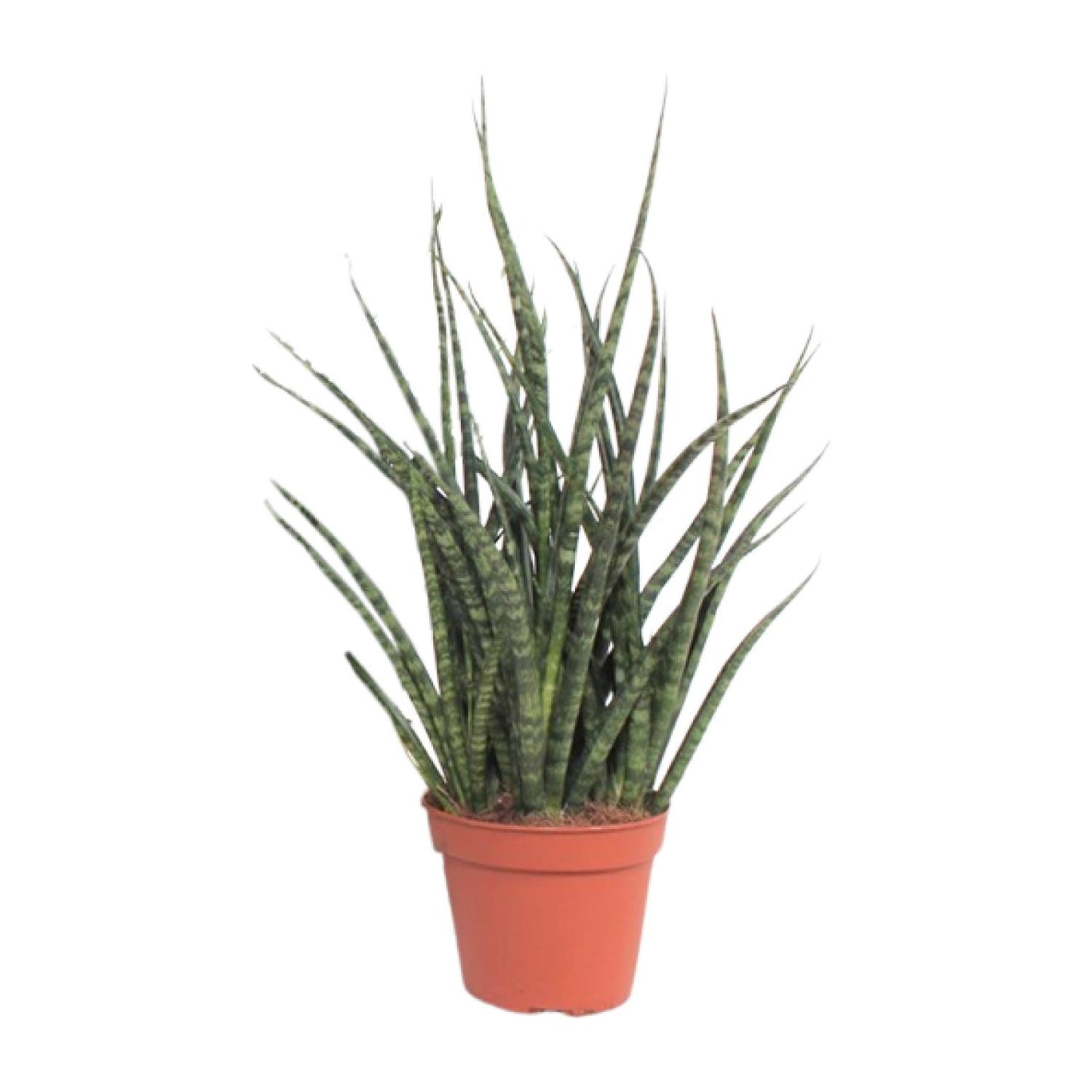 Sansevieria Fernwood Punk - Ø12cm - ↕30cm - Pflanzfix24