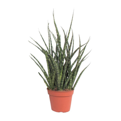 Sansevieria Fernwood Punk - Ø12cm - ↕30cm - Pflanzfix24