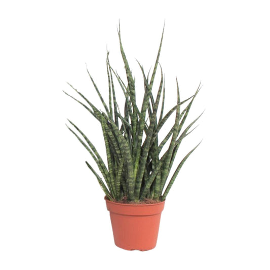 Sansevieria Fernwood Punk - Ø12cm - ↕30cm - Pflanzfix24