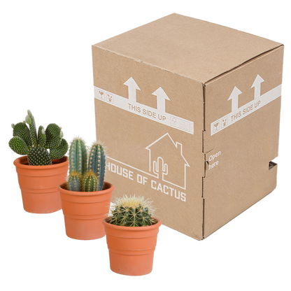Kakteenmischung 10,5 cm - 3x - in terracotta pot by Pflanzfix24.de - Pflanzfix24.de