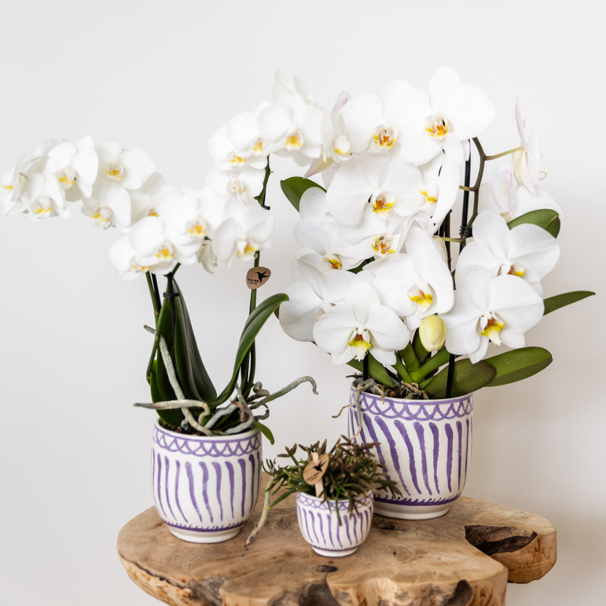Kolibri Orchideen | Phalaenopsis Amabilis „Spider“ Weiß Ø9cm – Blühende Zimmerpflanze | Pflanzfix24.de - Pflanzfix24.de