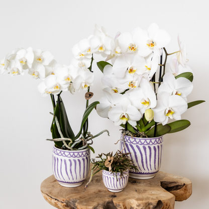 Kolibri Orchideen | Phalaenopsis Amabilis „Spider“ Weiß Ø9cm – Blühende Zimmerpflanze | Pflanzfix24.de - Pflanzfix24.de