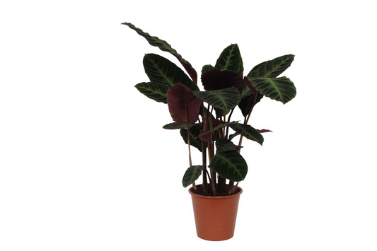 Calathea Warscewiczii - 100 cm - Ø21cm bei Pflanzfix24.de - Pflanzfix24.de