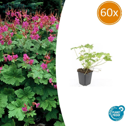 60x Geranium macr. 'Czakor' - Pflanzfix24.de - Pflanzfix24.de