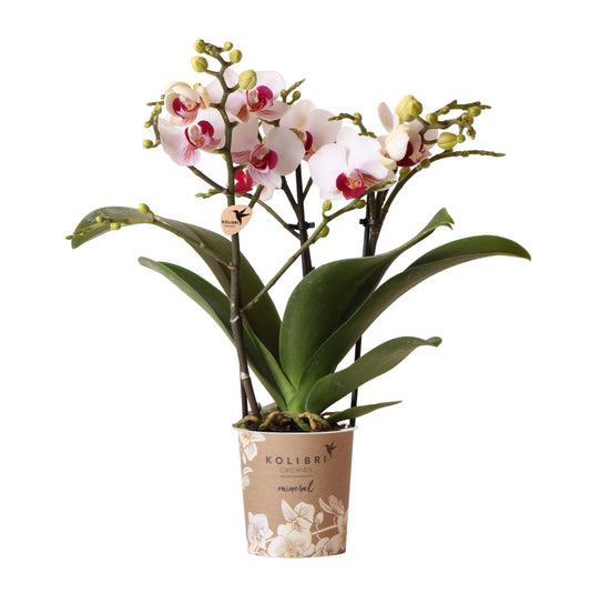 Kolibri Orchideen Phalaenopsis Mineral Gibraltar Weiß Ø9cm – Pflanzfix24.de - Pflanzfix24.de