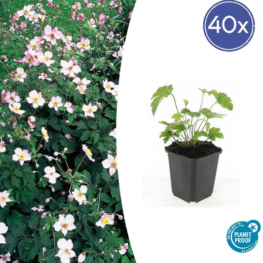 Anemone tom. 'Robustissima' - 10-25cm - Ø9cm - Pflanzfix24.de - Pflanzfix24.de