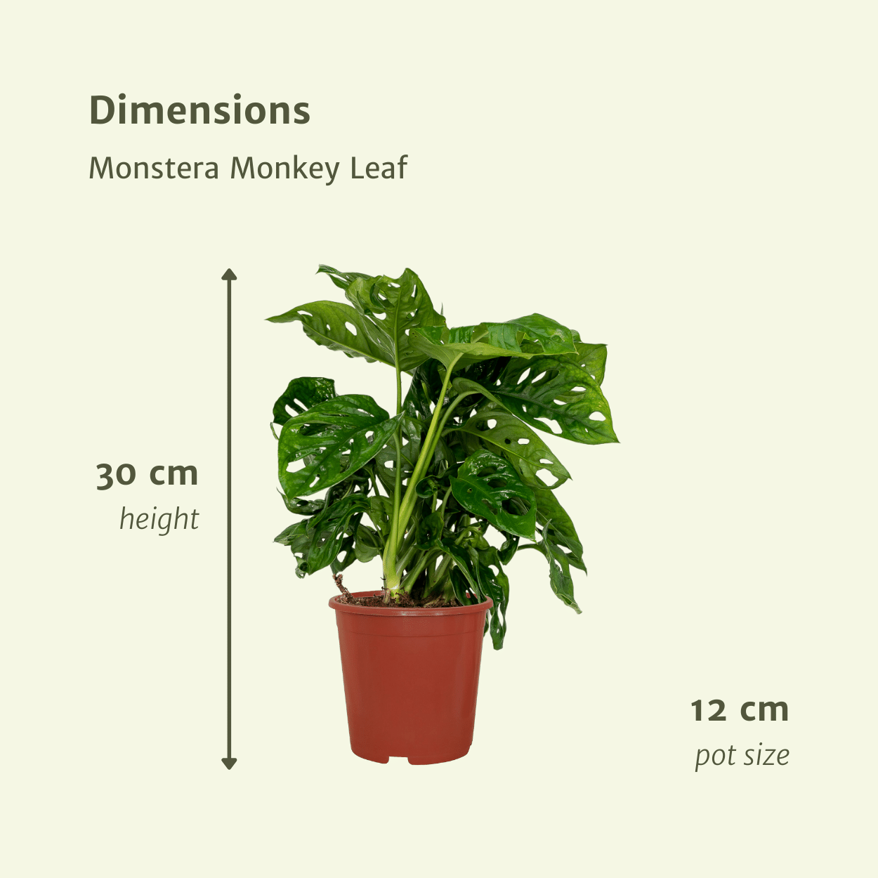 2x Monstera Monkey Leaf - Lochpflanze - 30cm - ø12 - Pflanzfix24.de - Pflanzfix24.de