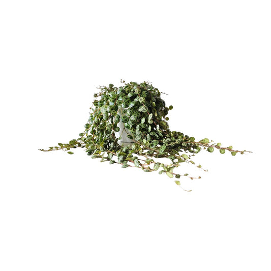 Peperomia Prostrata - Ø11cm - ↕15cm - Pflanzfix24