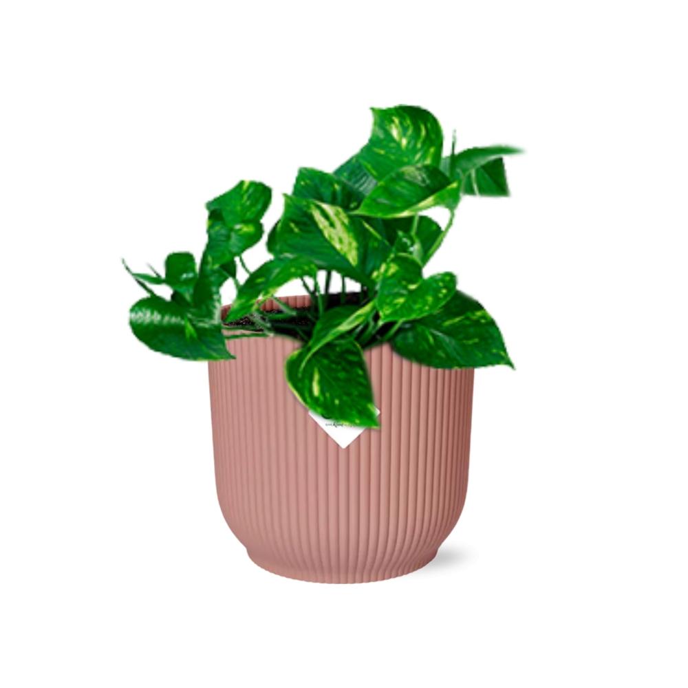 Epipremnum Pinnatum 'Aureum' in ELHO Vibes Fold 14cm roze - Pflanzfix24