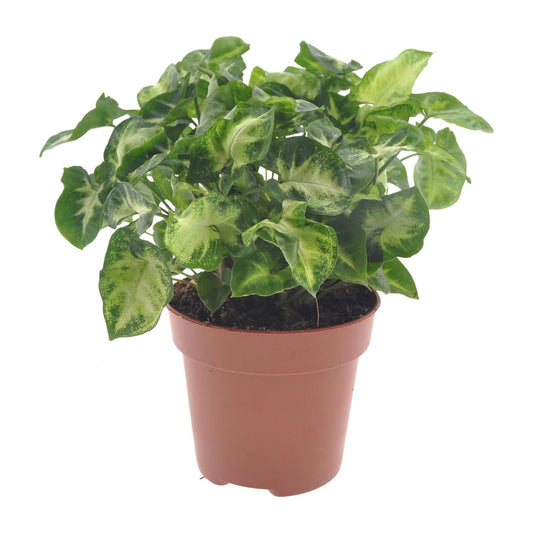 Syngonium Pixie Ø12cm – pflegeleichte Zimmerpflanze bei Pflanzfix24