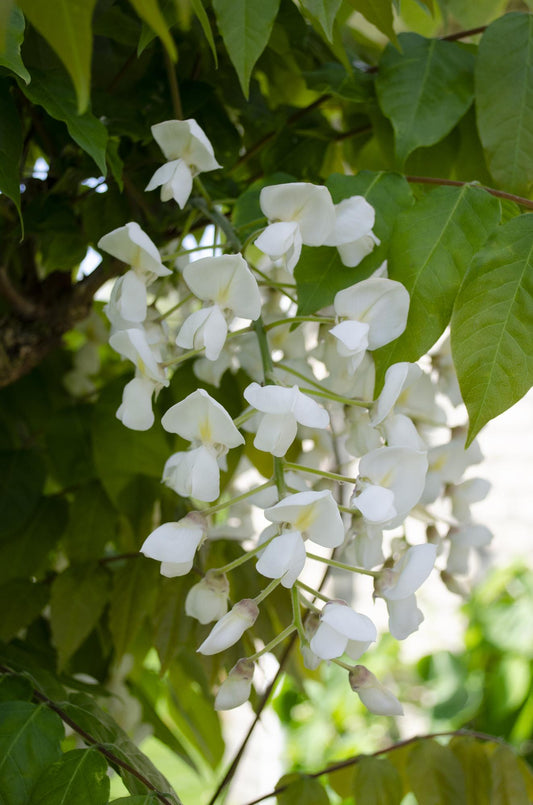 2x Wisteria floribunda 'Longissima Alba' - 65cm - Ø15 - Pflanzfix24.de - Pflanzfix24.de