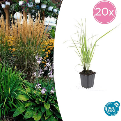 20x Calamagrostis acut. 'Karl Foerster' - ↕10-25cm - Ø9cm - Pflanzfix24