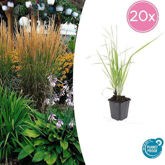 20x Calamagrostis acut. 'Karl Foerster' - ↕10-25cm - Ø9cm - Pflanzfix24