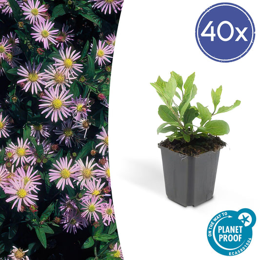 40x Aster ageratoides 'Asran' - Pflanzfix24.de - Pflanzfix24.de
