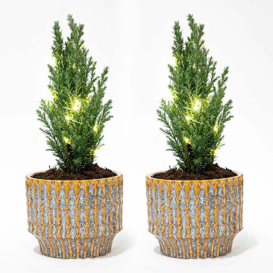 Set van 2 - Kerstboom 'Ellwoodii' + Pot Echo + 20 led lampen - 25 - 30 cm hoog - Pflanzfix24