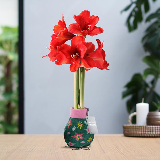 No Water Flowers® Fashionz Patterns Disco - Green + Red flower - Pflanzfix24