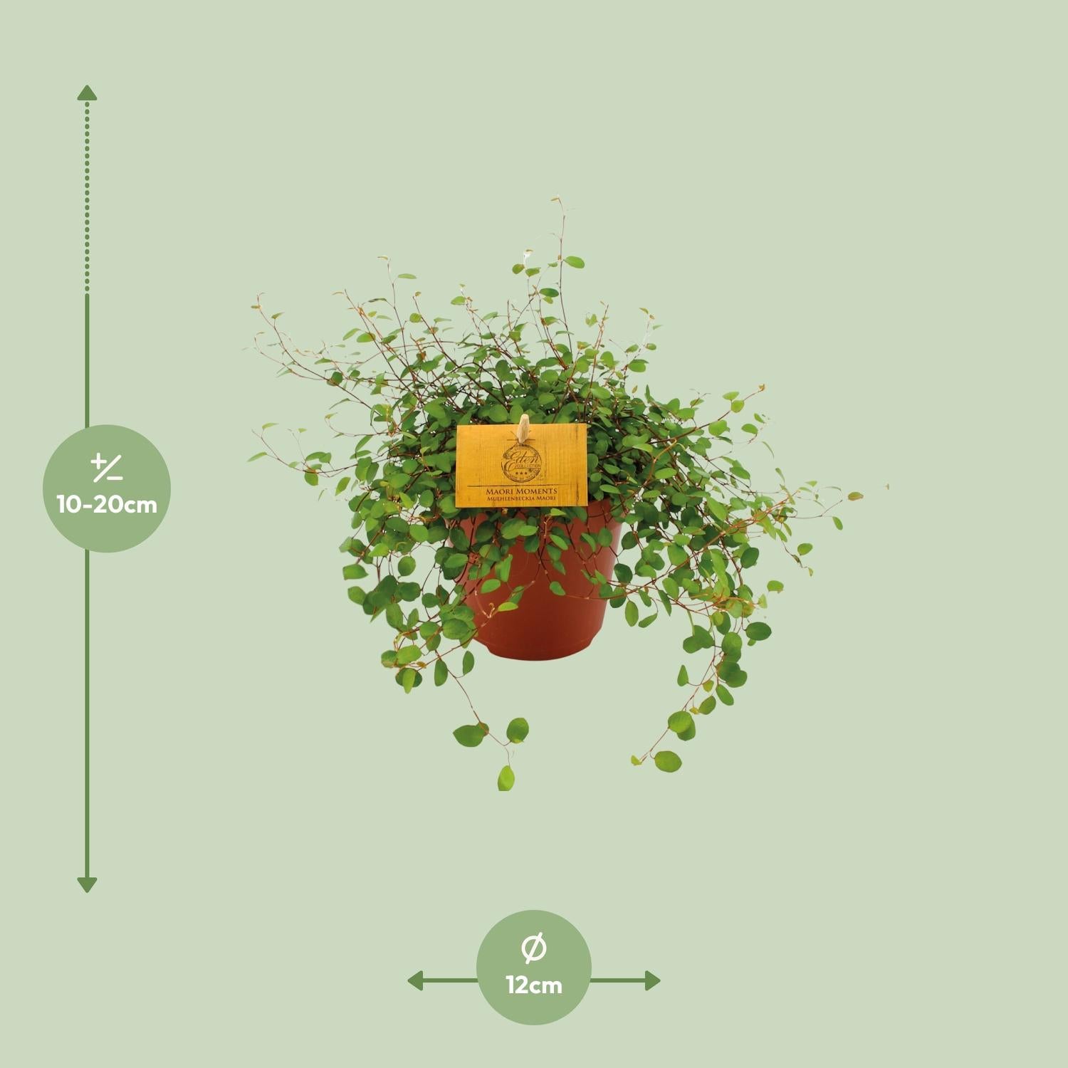 Muehlenbeckia Maori 20cm – Ø12cm Topf – Pflanzfix24.de - Pflanzfix24.de