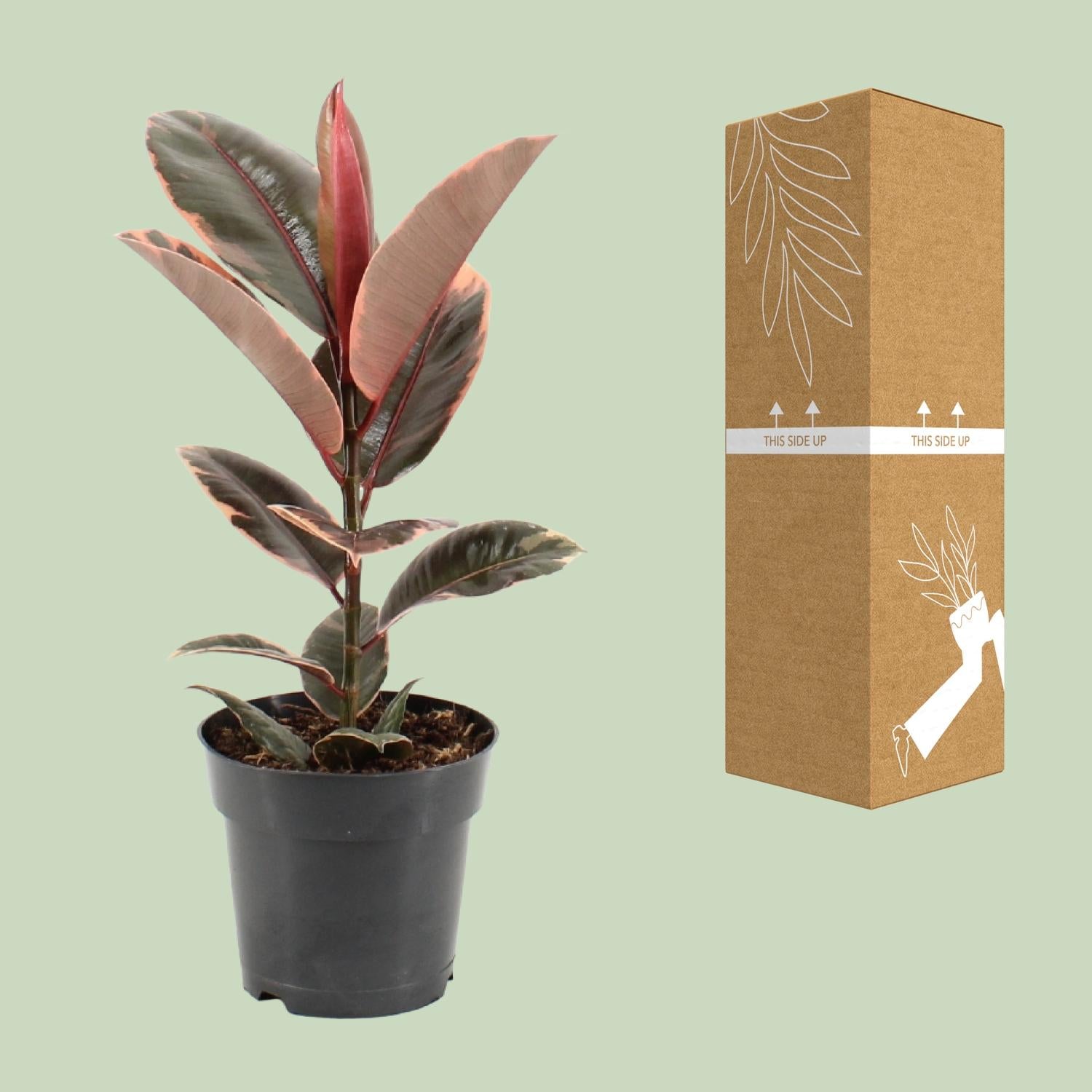 Ficus Elastica Belize - Ø17cm - ↕55cm - Pflanzfix24.de - Pflanzfix24.de