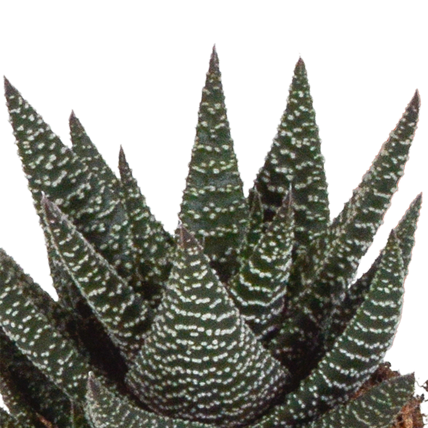 Gasteria/Haworthia-Mischung 8,5cm - 3x - in witte pot - Pflanzfix24.de - Pflanzfix24.de