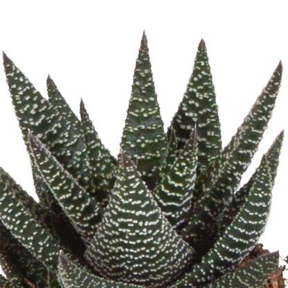 Gasteria/Haworthia-Mischung 8,5cm - 3x - in witte pot - Pflanzfix24.de - Pflanzfix24.de