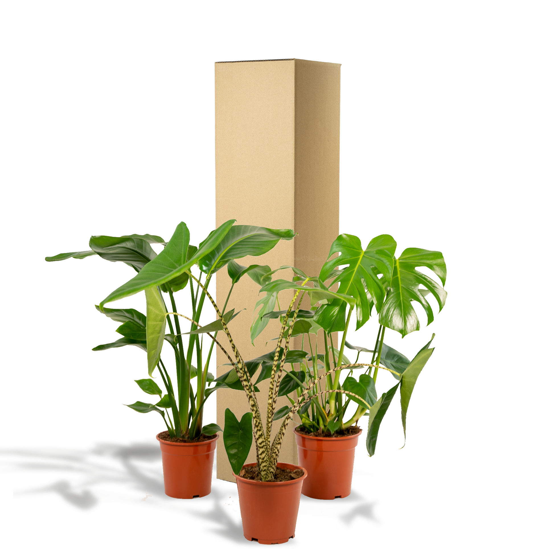 Zimmerpflanzen-Set Monstera, Alocasia & Strelitzia – Pflanzfix24.de - Pflanzfix24.de