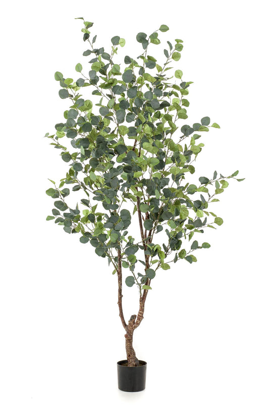Eucalyptusbaum Kunstpflanze 180cm – Blauer Gummibaum | Pflanzfix24.de - Pflanzfix24.de