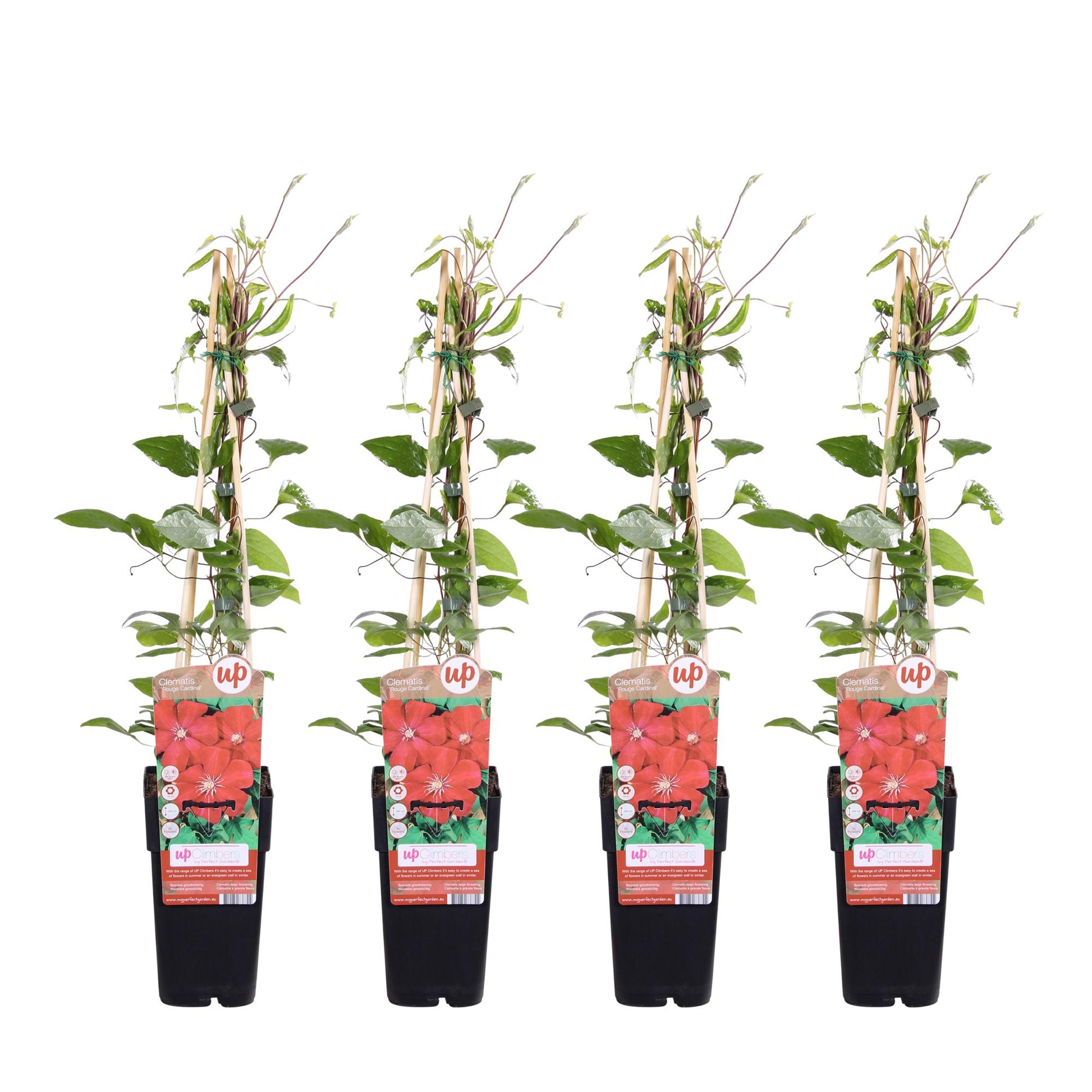 4x - Clematis Rouge Cardinal - ↨65cm - Ø15 - Pflanzfix24.de - Pflanzfix24.de