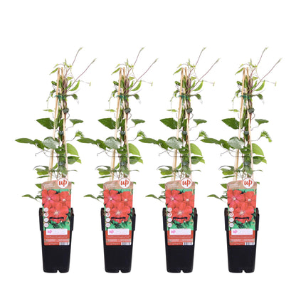 4x - Clematis Rouge Cardinal - ↨65cm - Ø15 - Pflanzfix24.de - Pflanzfix24.de