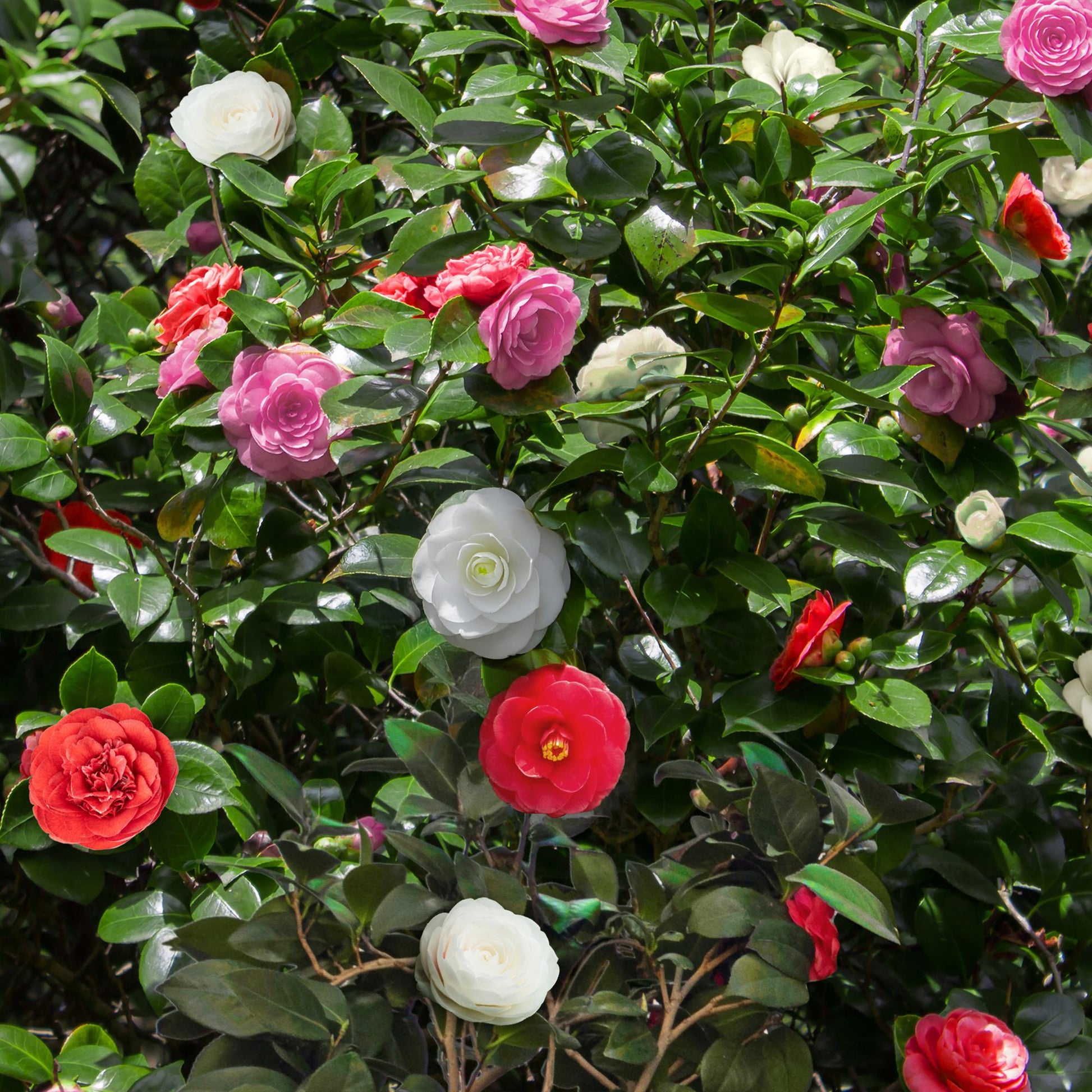 Pflanzfix24.de - Camelia japonica Tricolour - 3 Pflanzen - Immergrün - Topf 15cm - Pflanzfix24.de