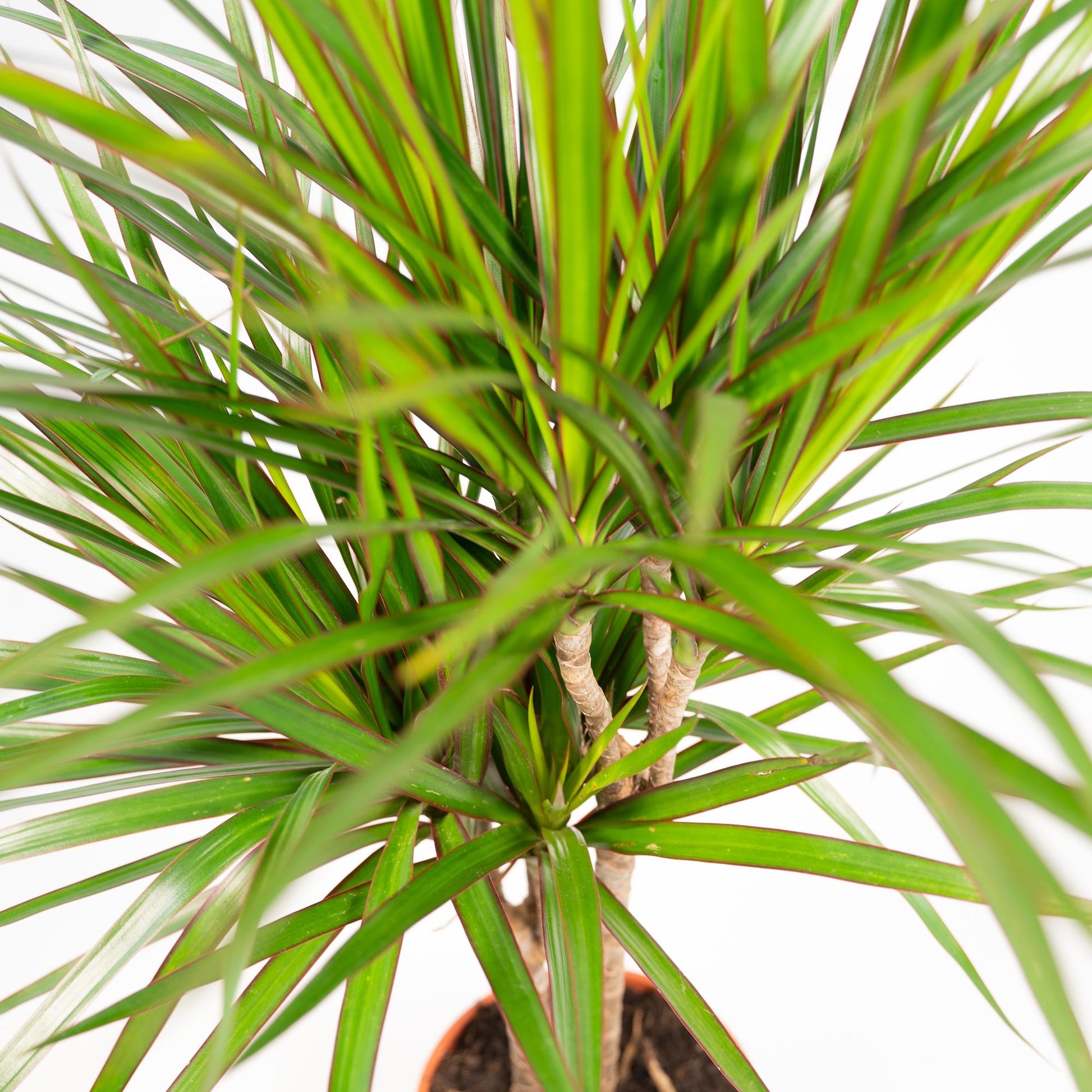 Dracaena Marginata - Ø21cm - ↕120cm - Pflanzfix24.de - Pflanzfix24.de