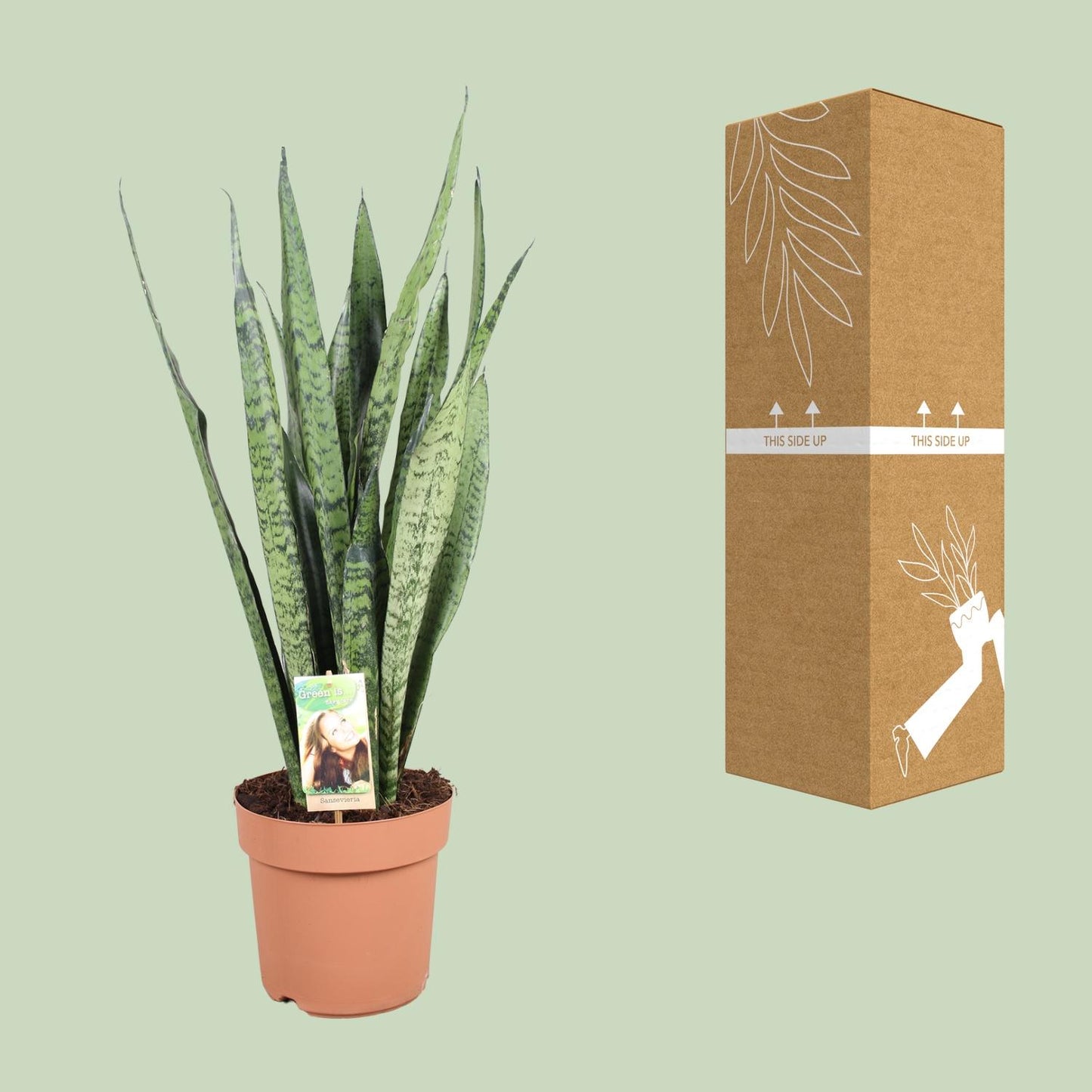 Sansevieria Zeylanica - Ø21cm - ↕75cm - Pflanzfix24