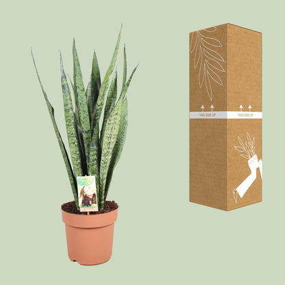 Sansevieria Zeylanica - Ø21cm - ↕75cm - Pflanzfix24