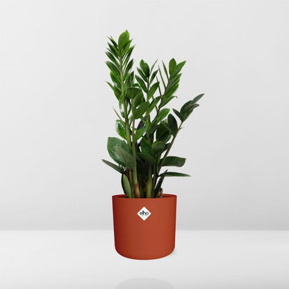 Zamioculcas - Hoogte 45-50 in ELHO b.for soft rond 14cm brique - Pflanzfix24