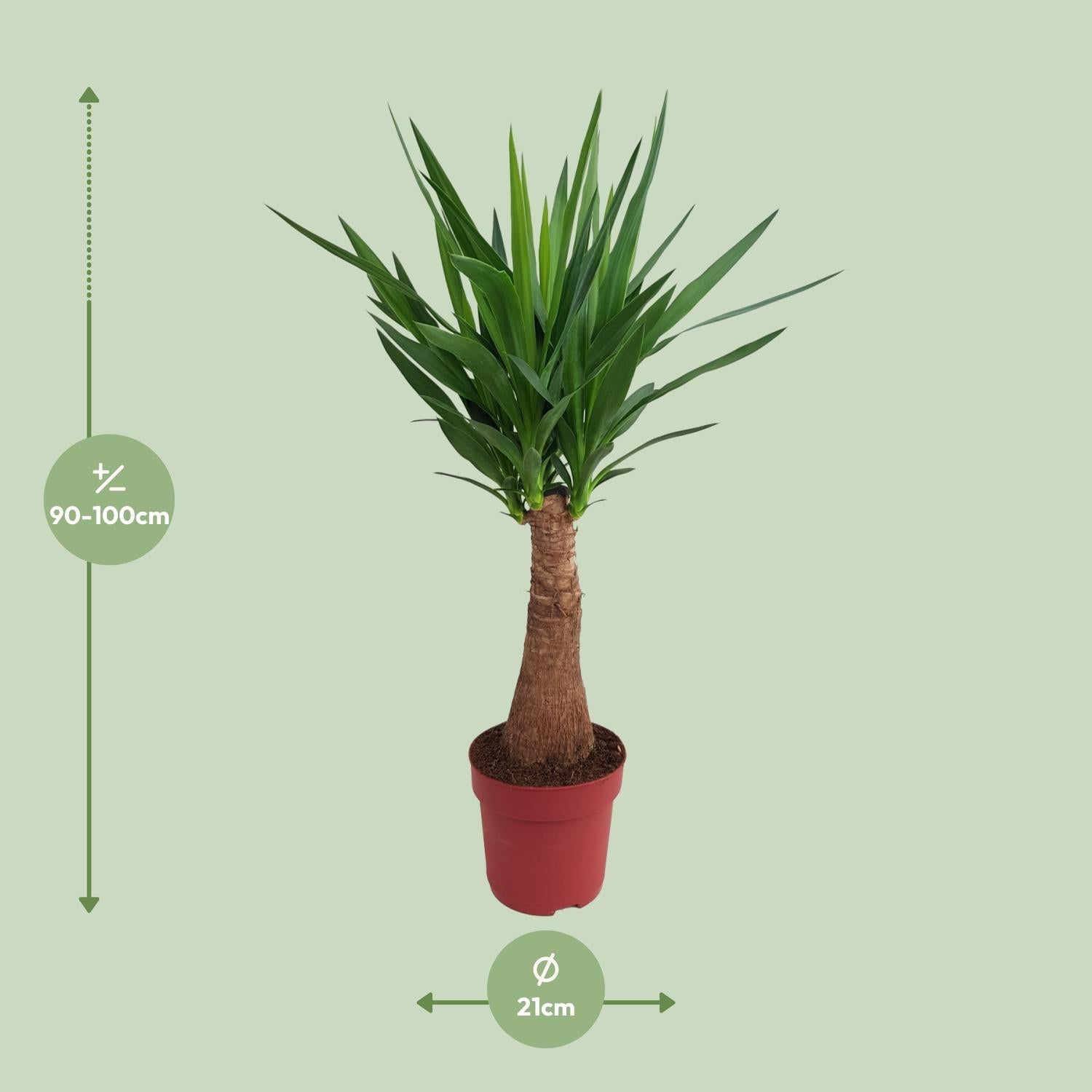 Yucca Maya Tree Ø21cm – 100cm hoch | Pflanzfix24.de - Pflanzfix24.de