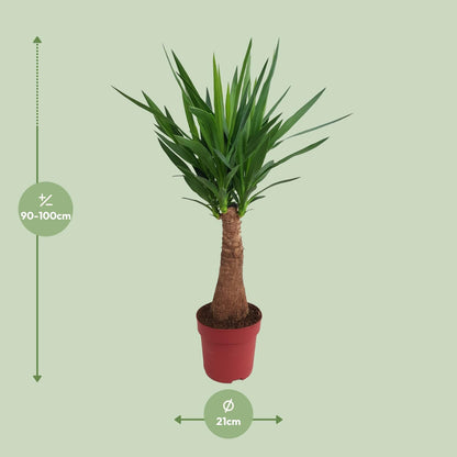 Yucca Maya Tree Ø21cm – 100cm hoch | Pflanzfix24.de - Pflanzfix24.de