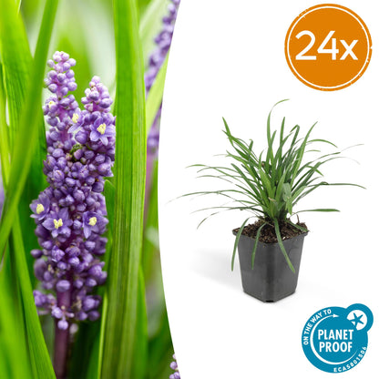 24x Liriope muscari 'Big Blue' - Pflanzfix24