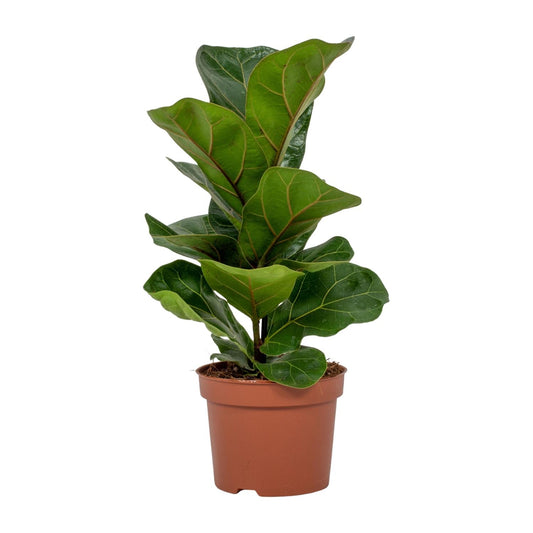 Ficus Lyrata - Ø12cm - ↕30cm - Pflanzfix24.de - Pflanzfix24.de
