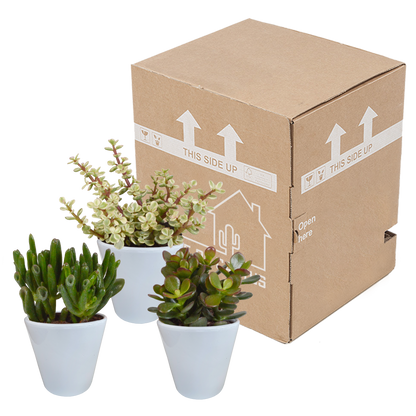 Crassula-Mix 8,5 cm - 3x - in witte pot - Pflanzfix24.de - Pflanzfix24.de