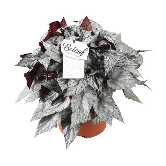 Begonia Beleaf Evening Glow - Ø17cm - ↕32cm - Pflanzfix24