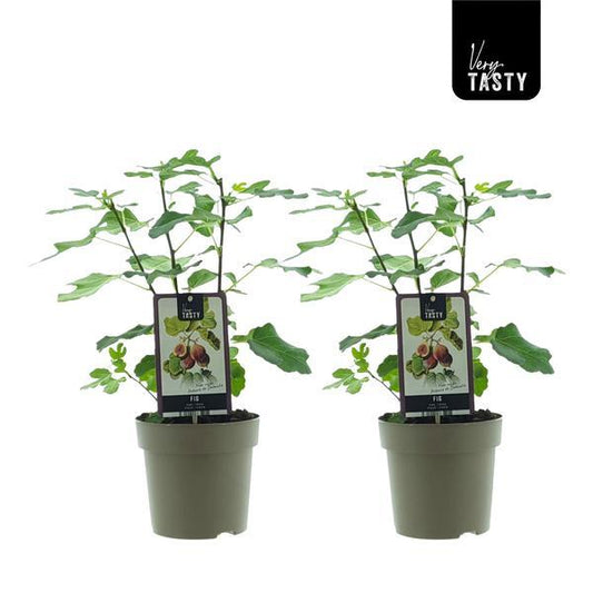 Ficus Precose De Dalmatie (15020) - 2er Set - Ø15cm - ↕40cm von Pflanzfix24.de - Pflanzfix24.de