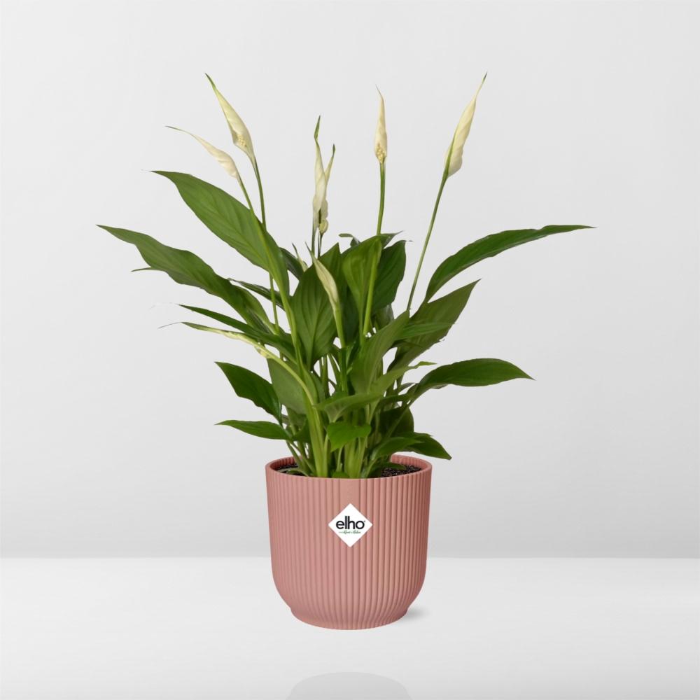 Friedenslilie Spathiphyllum Torelli 12 cm im ELHO Vibes Fold Topf | Pflanzfix24