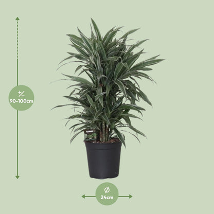 Dracaena Frag. Warneckei - Ø24cm - ↕100cm - Pflanzfix24
